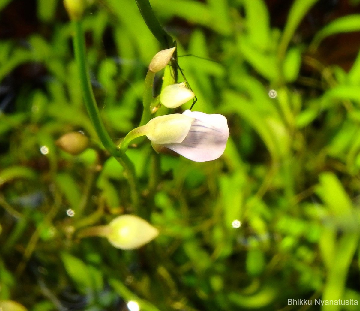 Utricularia uliginosa Vahl